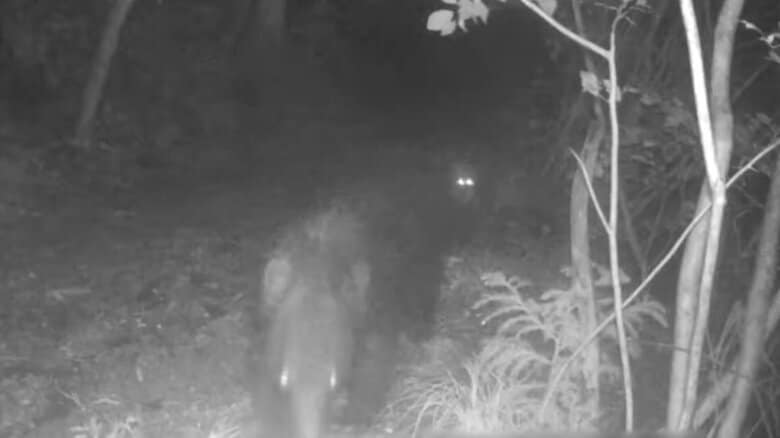 【独自】クマをキツネが追尾!?　異例の瞬間映像…10年で2度確認　専門家「子どもを守るためクマ警戒か」｜FNNプライムオンライン