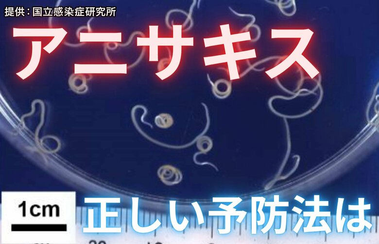 【注意】サバ・イカ・アジも…「アニサキス」食中毒はなぜ起きる？正しい予防法を専門家に聞いた｜FNNプライムオンライン