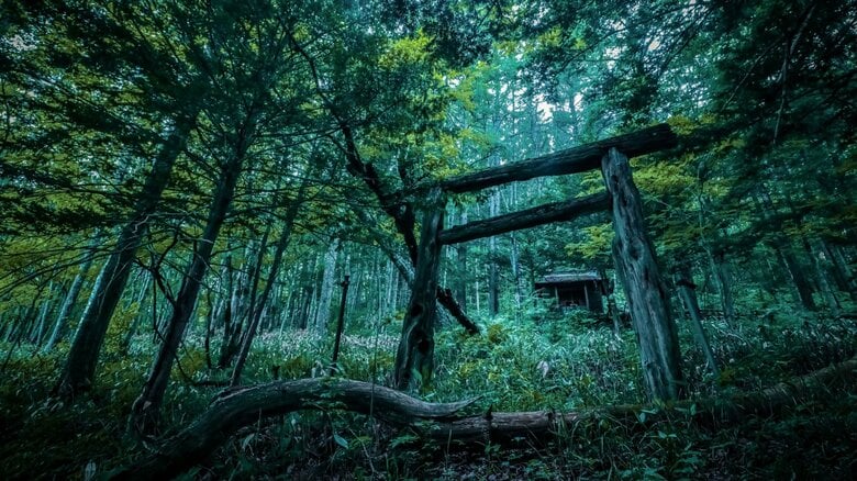 幽玄！八百万の神々の世界へいざなう鳥居たち【一人旅研究会の“日本”ノスタルジック写真館】｜FNNプライムオンライン
