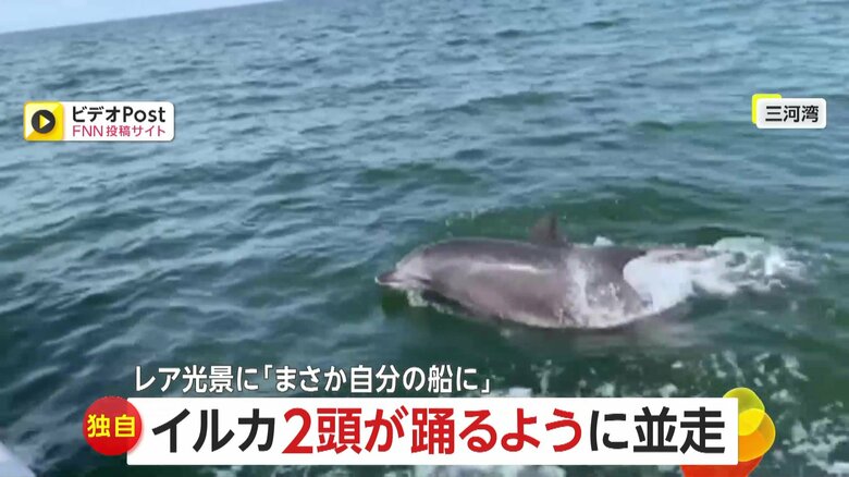 【独自】華麗に泳ぐ2頭のイルカ　水中から鳴き声のワケは？イルカ特有のコミュニケーションか　愛知・三河湾｜FNNプライムオンライン
