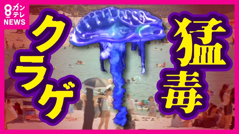 猛毒クラゲ「カツオノエボシ」非常に強力な毒　死に至る危険性　台風シーズンに多数出現で遊泳禁止になる事態も｜FNNプライムオンライン