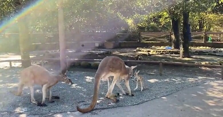 オスカンガルーは「大丈夫か？」と赤ちゃんカンガルーの様子を見ているかのよう