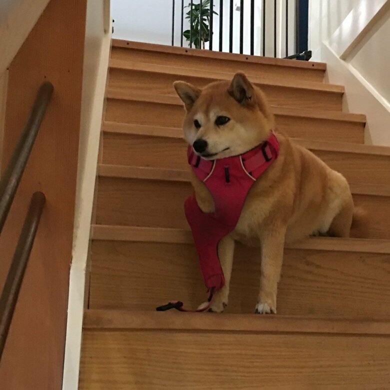 出かける意欲がないとこんな感じに