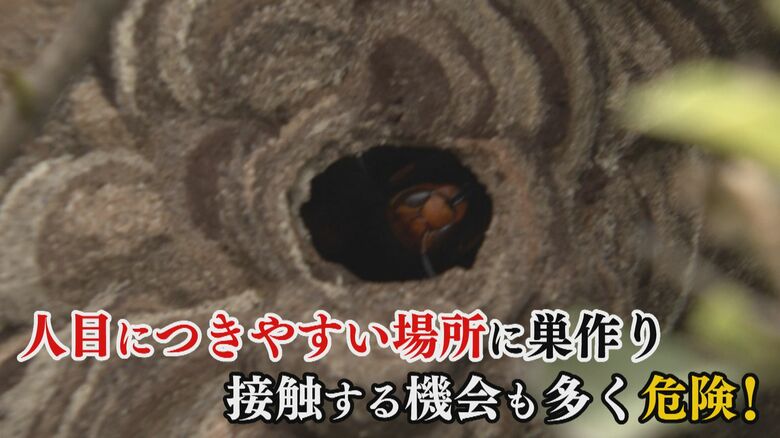 コガタスズメバチは人目につきやすい場所に巣を作る