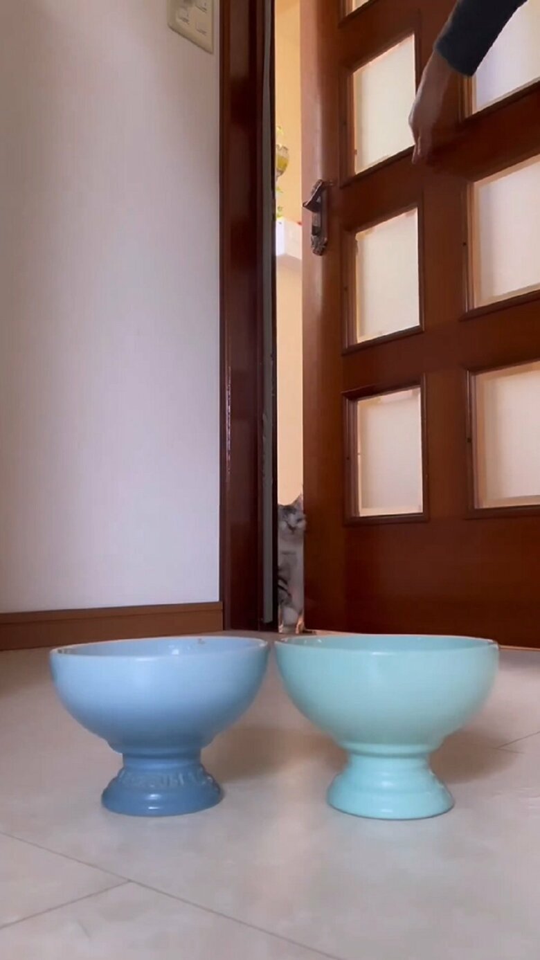 保護主さんが扉を開ける　狭い隙間から無理矢理入ろうとしている