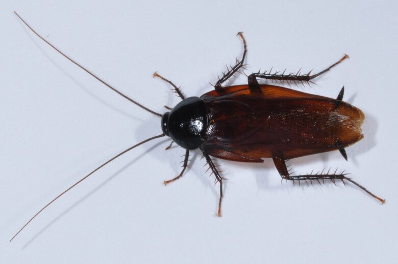 家に出ることの多いクロゴキブリ（画像提供：アース製薬）