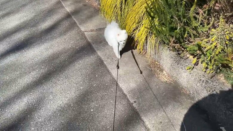 そしてまた、少しの間しぶしぶと歩いてくれるが…