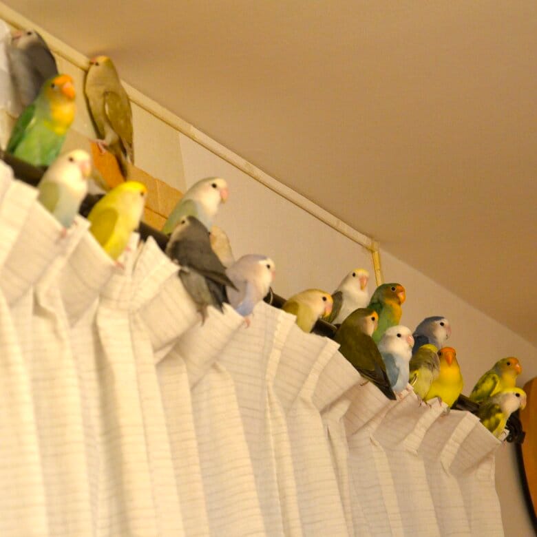 コザクラインコ組（右の2羽はヤエザクラインコ）
