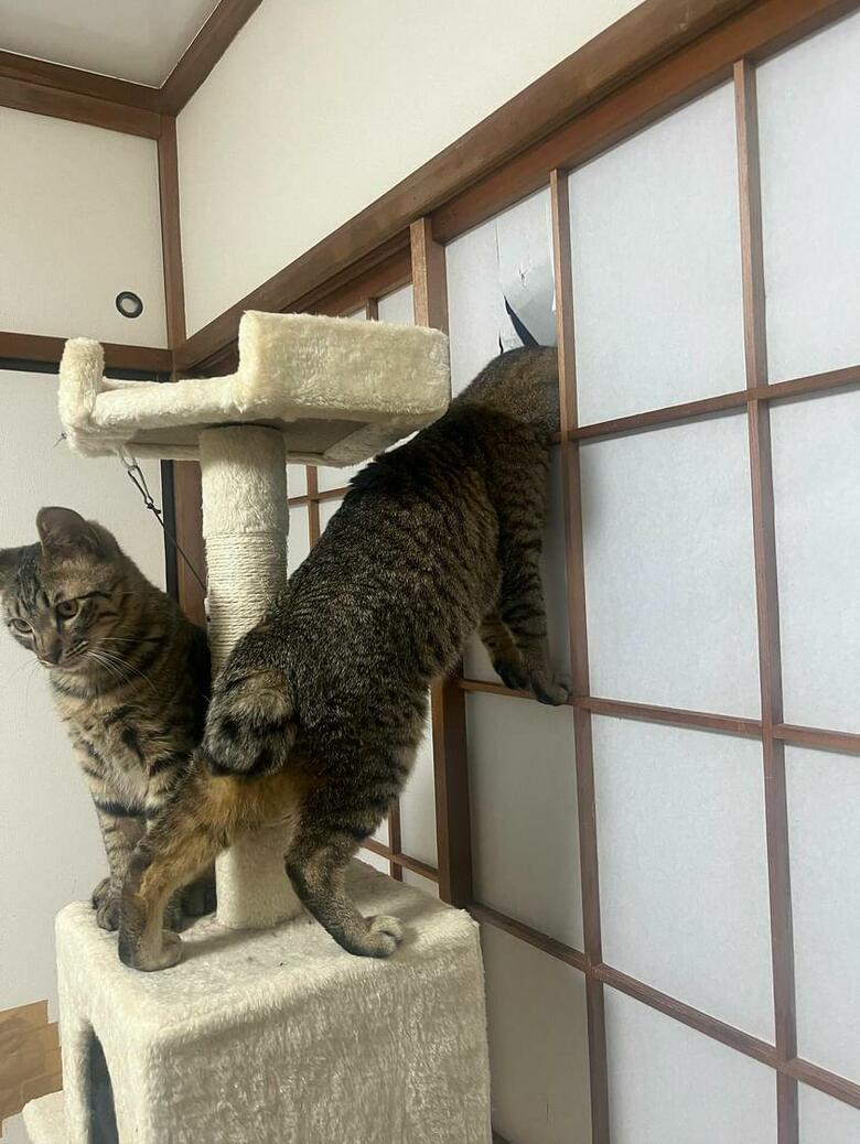 提供：ちびまるまろんさん