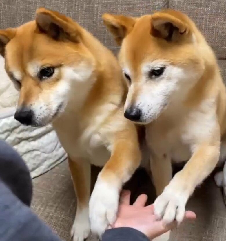 一緒にお手もします