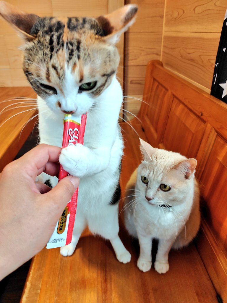 左：テンちゃん　右：ナナちゃん（提供：nyaokoさん）