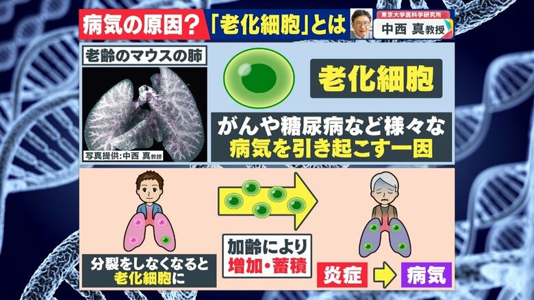 そもそも「老化細胞」とは？