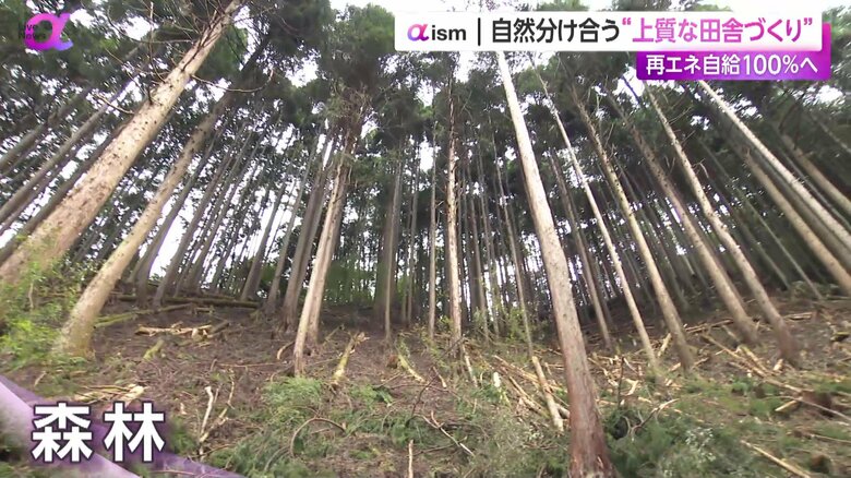 間伐された森林