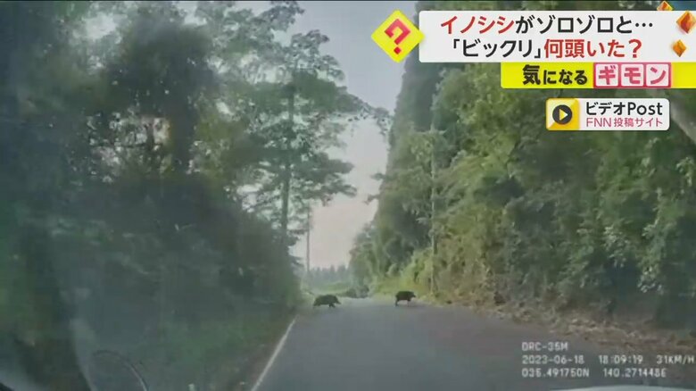 イノシシの群れが突然道路を横切る様子④