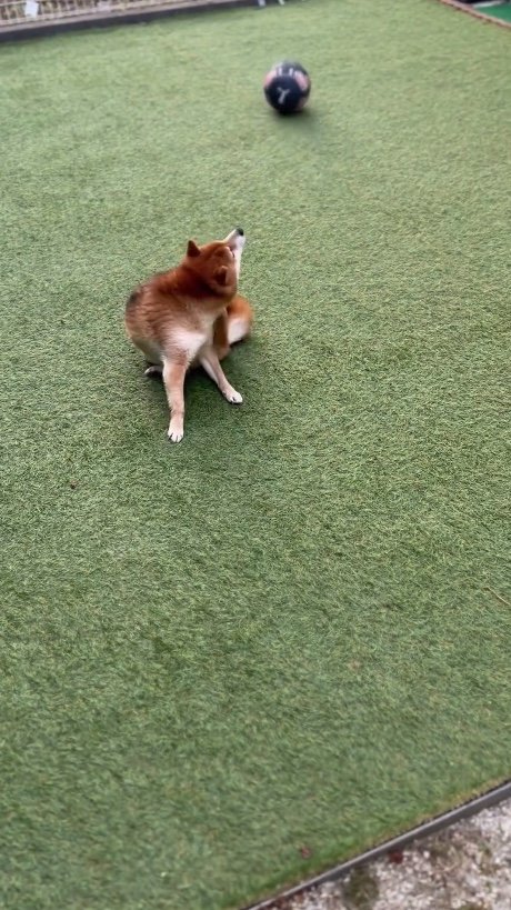 提供：Nerushibaさん