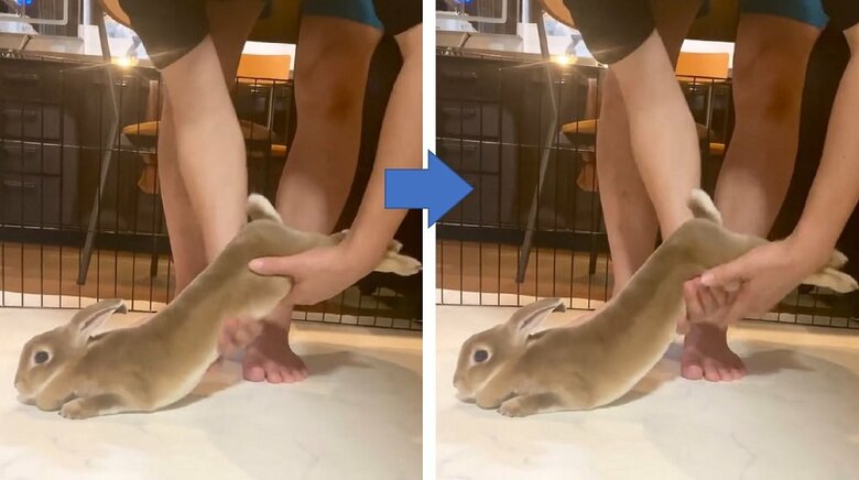 おなかから後ろ足付近を滑らかになでなで