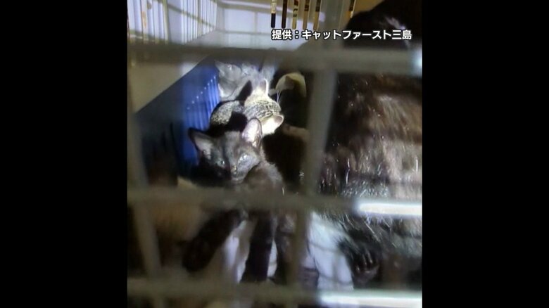 住宅前に捨てられたネコ