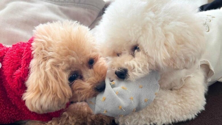 くつした争奪戦3