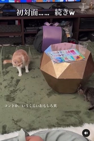 提供：たーにゃ。さん