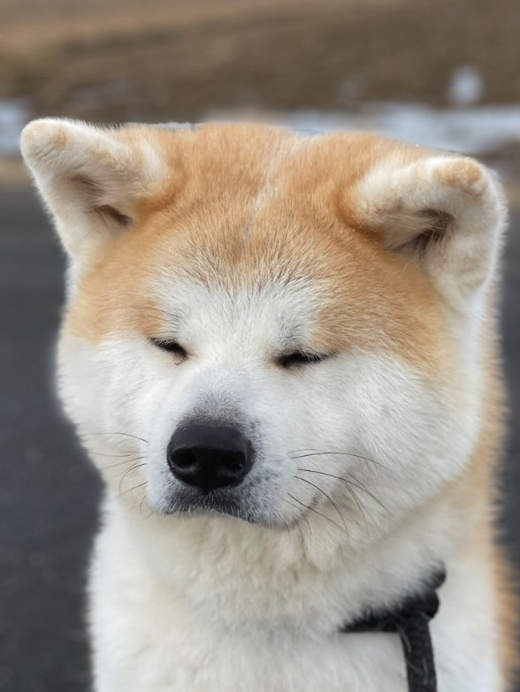 瞑想中…？（提供：秋田犬 五元(イモト)さん）