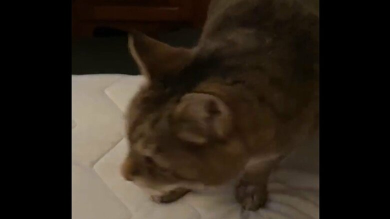 22歳でも元気なモカちゃん。ジャンプの様子その5