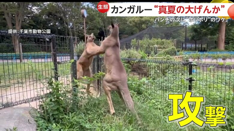 相手をあおるように体をかいたり、休戦を求めるように体をかく2匹のカンガルー