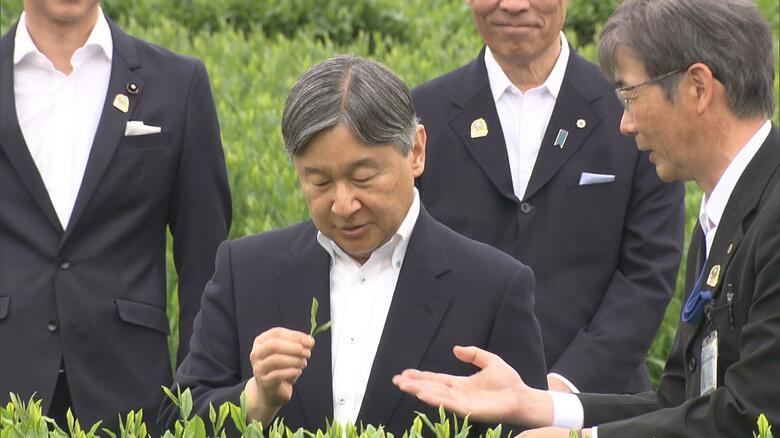 狭山茶の茶摘みを体験される天皇陛下