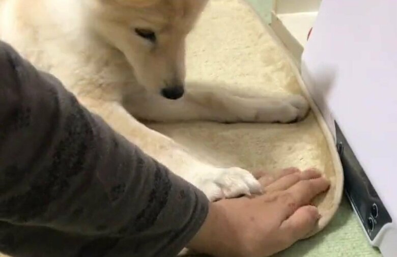 手の動きが気になった様子。触って確かめると