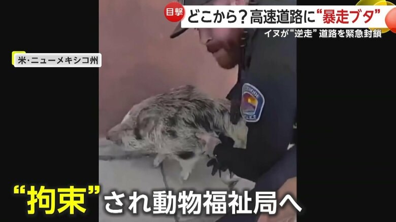 パトカーの中に押し込まれて拘束されたあと、動物福祉局に送られたブタ