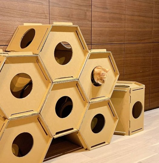 猫たちも大満足？