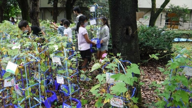 校庭であさがおの鉢を眺める子どもたち（仲田小学校提供）