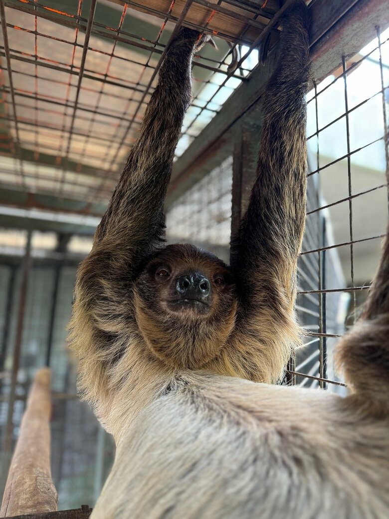 ぶらーり（提供：神戸市立王子動物園）