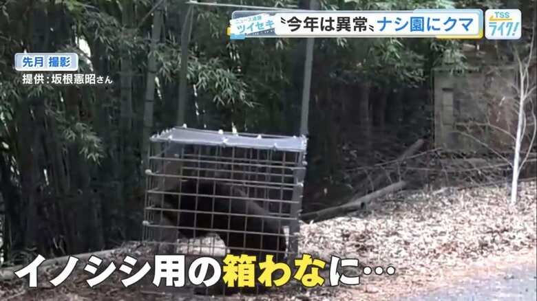 イノシシ用の箱わなから脱出しようとするクマ