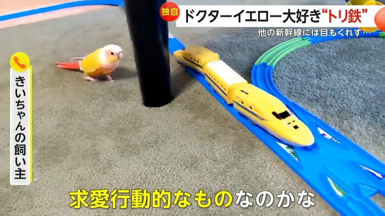 大好きなドクターイエローを追いかけるきいちゃん