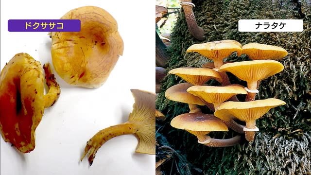 南魚沼市の高齢男性 毒キノコ“ドクササコ”食べて入院 新潟県は『毒キノコ注意報』発令