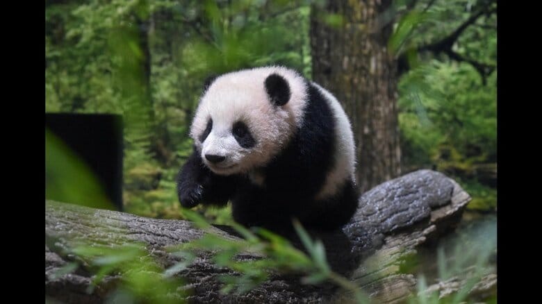 レイレイ（メス）