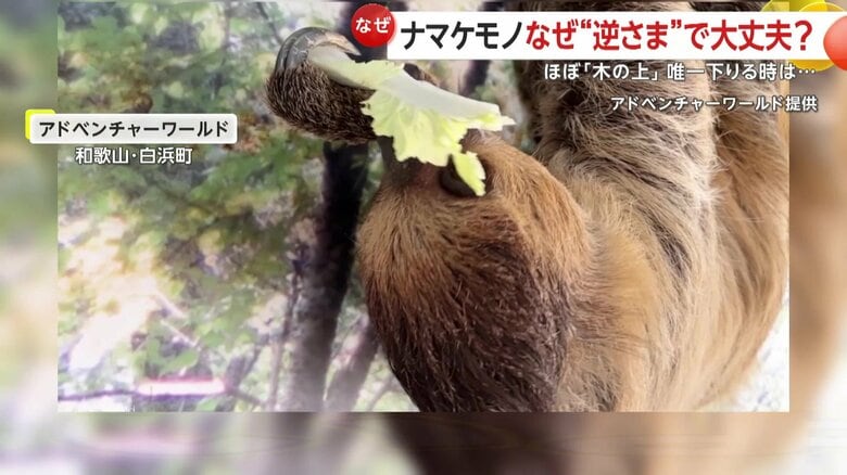逆立ちのような状態でごくごくと水を飲んでいたナマケモノ