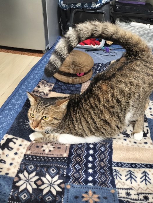 提供：猫のテトさん