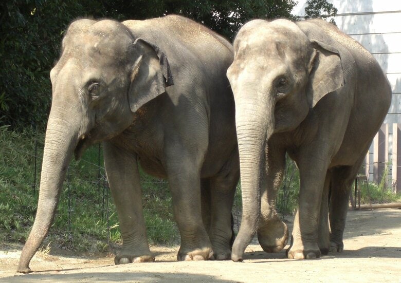 契約総額はアフリカゾウ2頭の体重に相当！？（画像：イメージ）