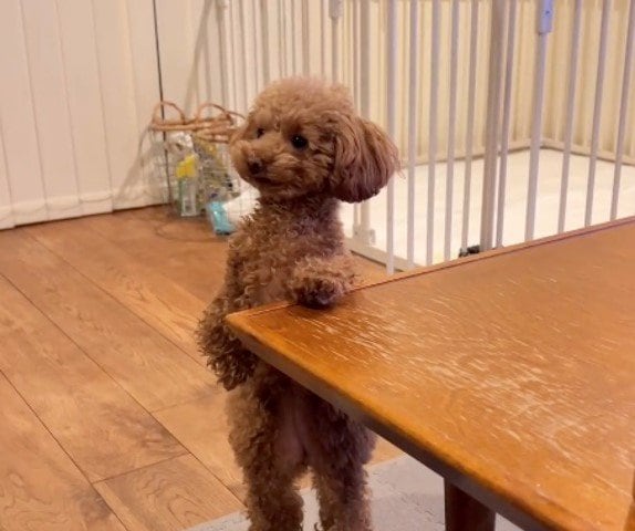 ソファに座る飼い主を見るめるジュリアちゃん（提供：トイプードル ディノセナとジュリさん）