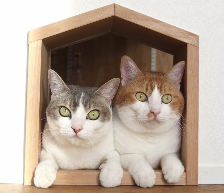 左：アメリちゃん　右：カヌレくん