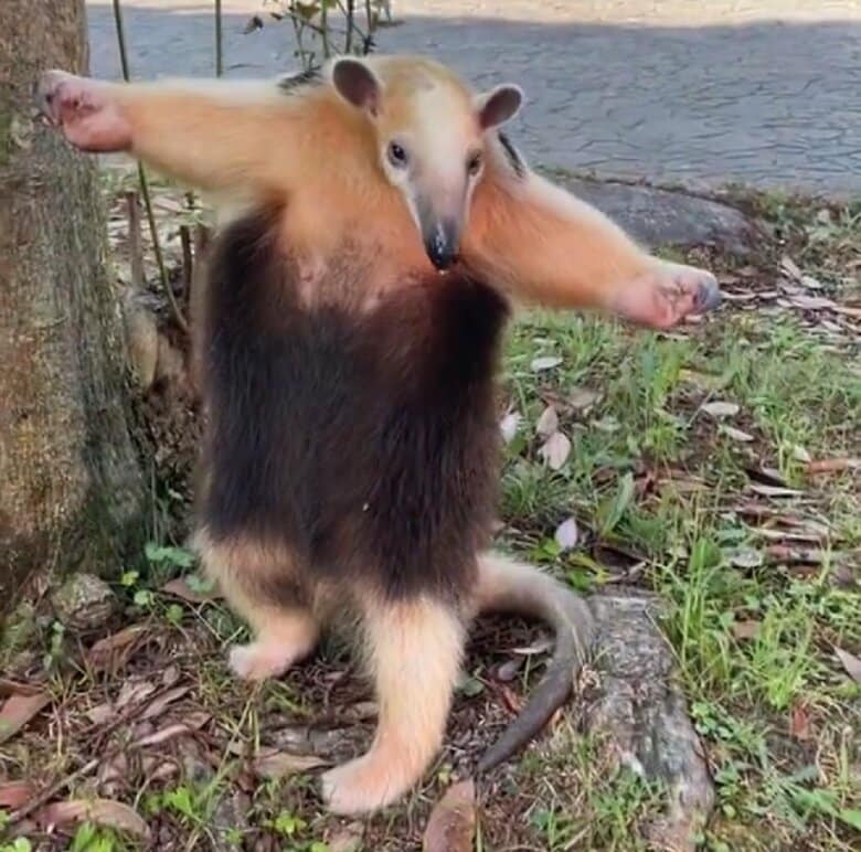 ミナミコアリクイのレアな“威嚇ポーズ”（提供：伊豆アニマルキングダム）