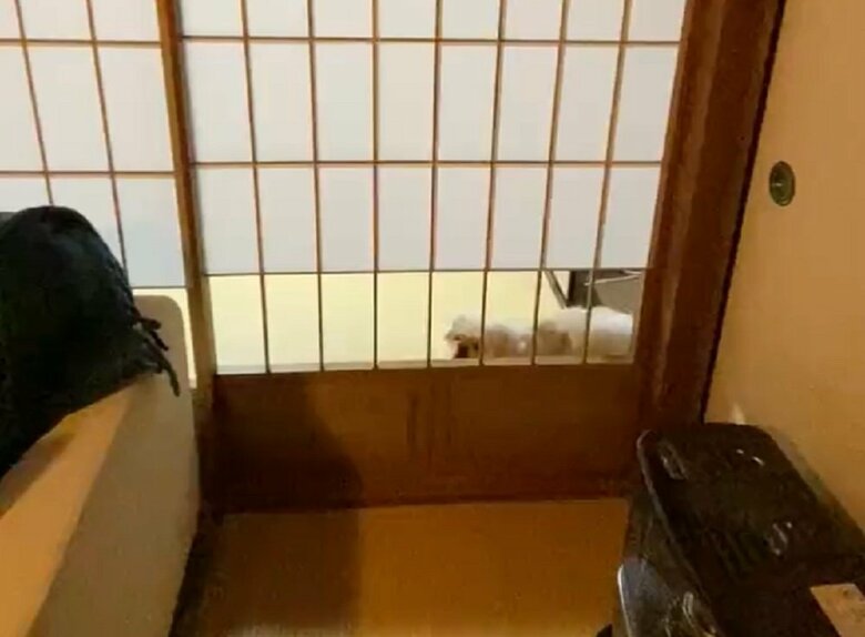 登場するはおくん