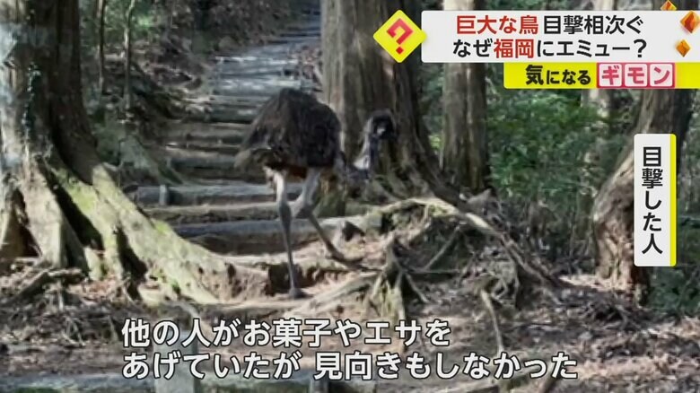 福岡市で目撃されたエミュー