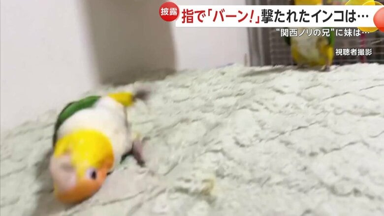 SNSで770万回も閲覧されて話題となっているシロハラインコ・あめちゃん