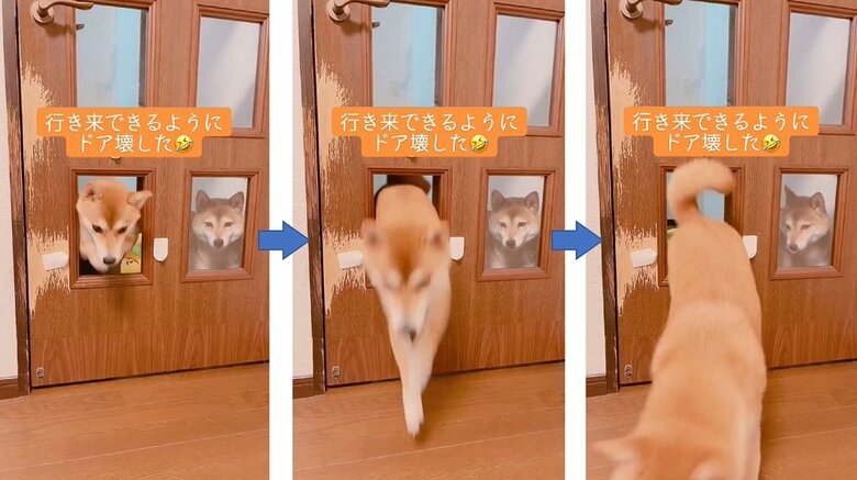 ミントちゃん小窓をらくらく通過