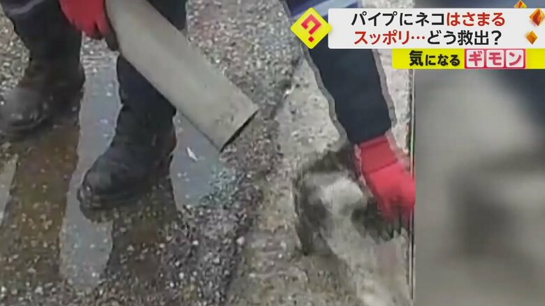 パイプから抜け出すと、勢いよく走っていったネコ