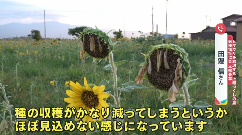 今年のひまわり