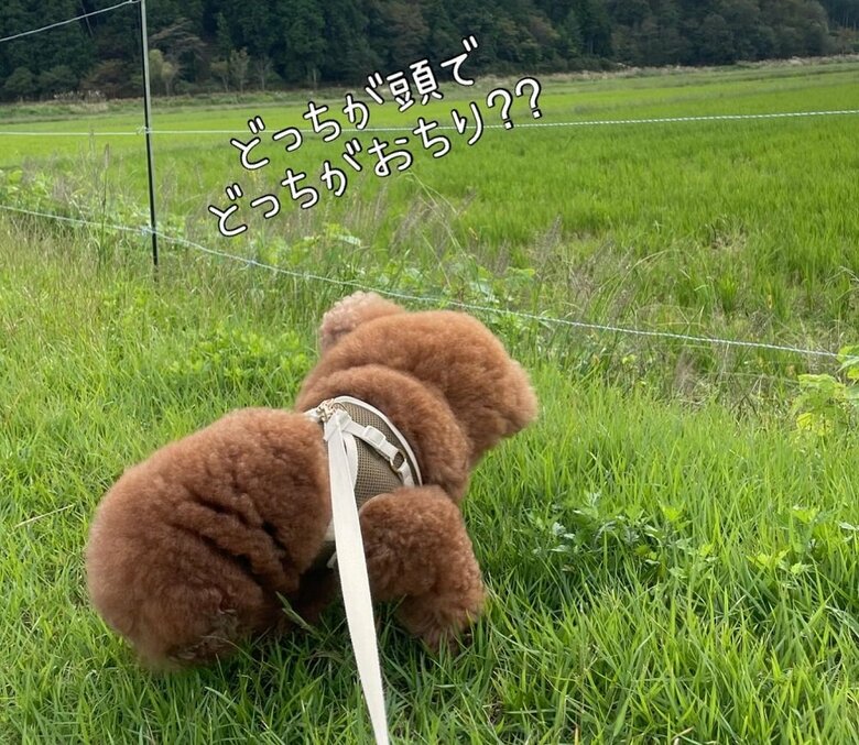 どっちが頭でどっちがお尻でしょうか？