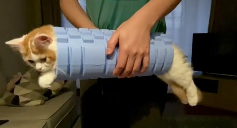 持ち上げられても動じる様子がない